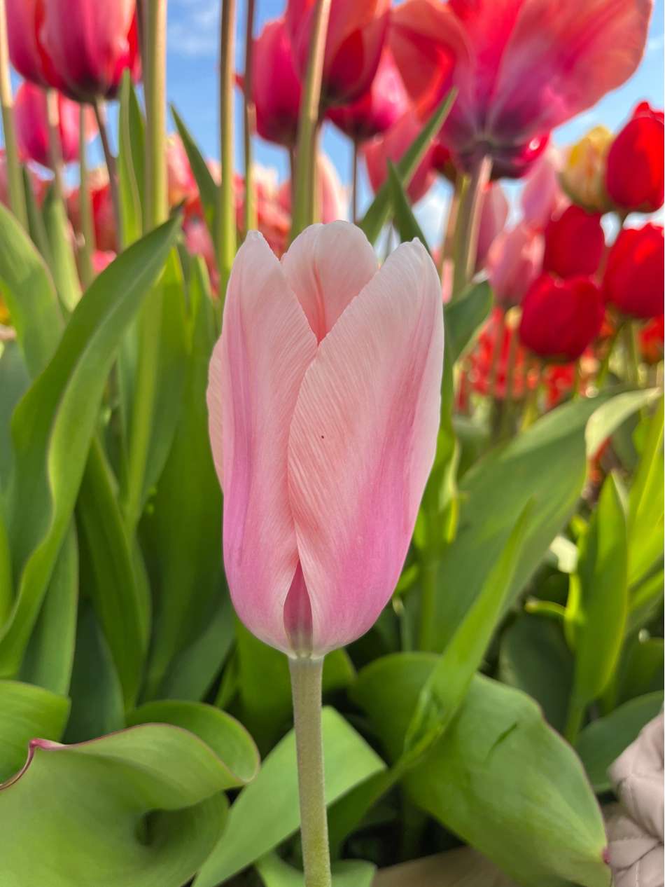 Tulpan 'Apricot Beauty'